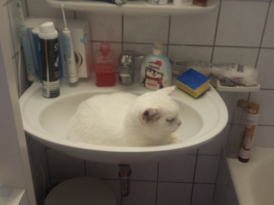 Snoopy im Waschbecken