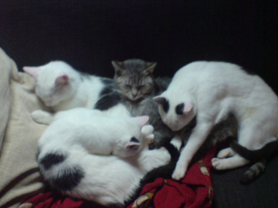 Kyon & die Kittenschar