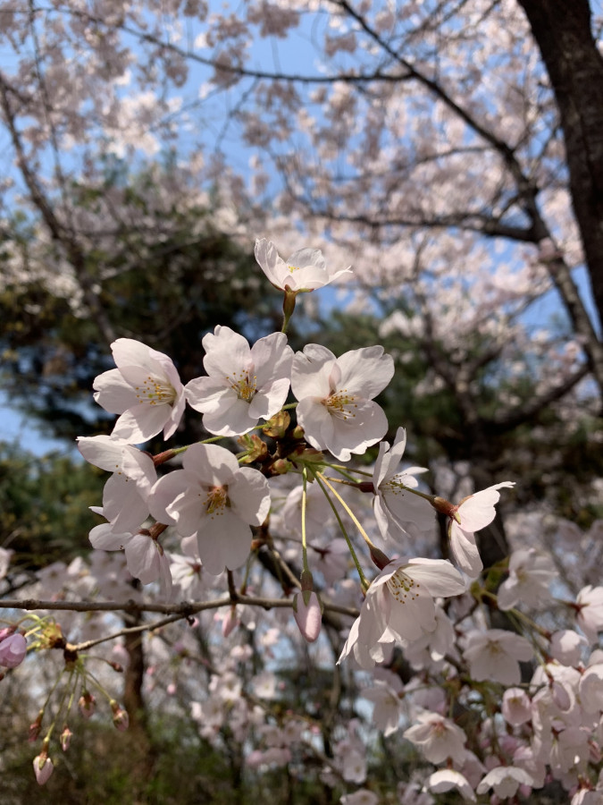 Kirschblüten , Südkorea April 2019