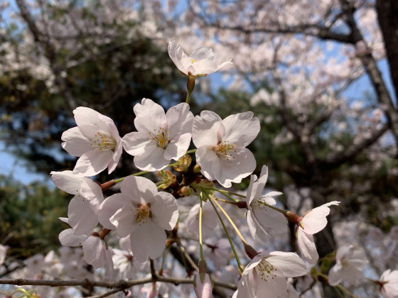 Kirschblüten , Südkorea April 2019