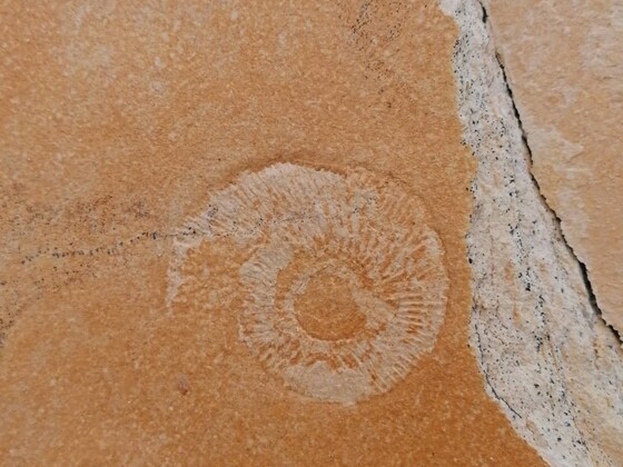 Ammonit im Plattenkalk