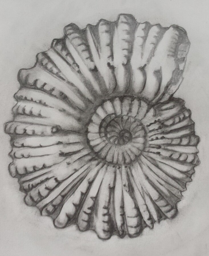 Selbst gezeichneter Ammonit