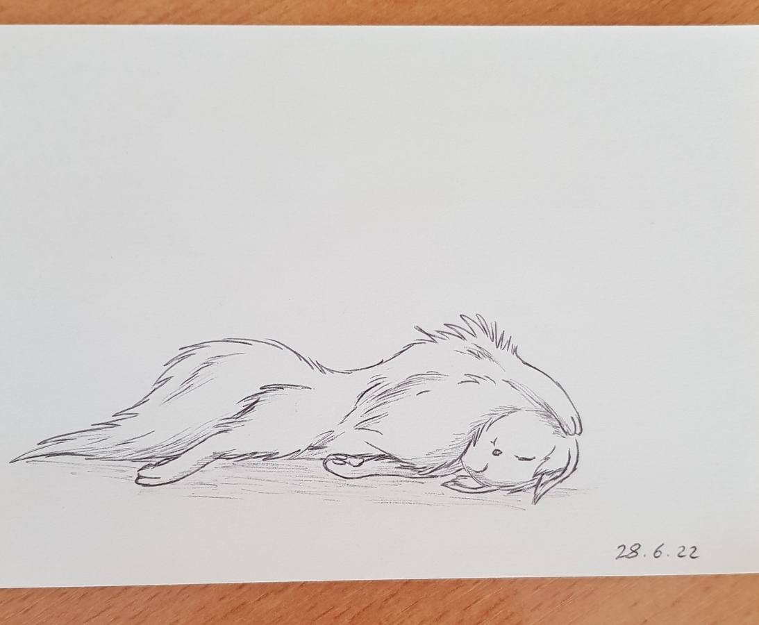 Schlafende Katze (10 Minuten-Zeichnung)