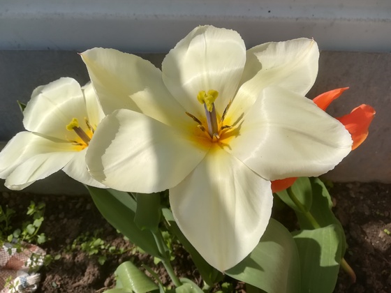 weiße gigantische voll-geöffnete Tulpe