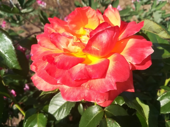 wunderschöne gelb-orangene Rose