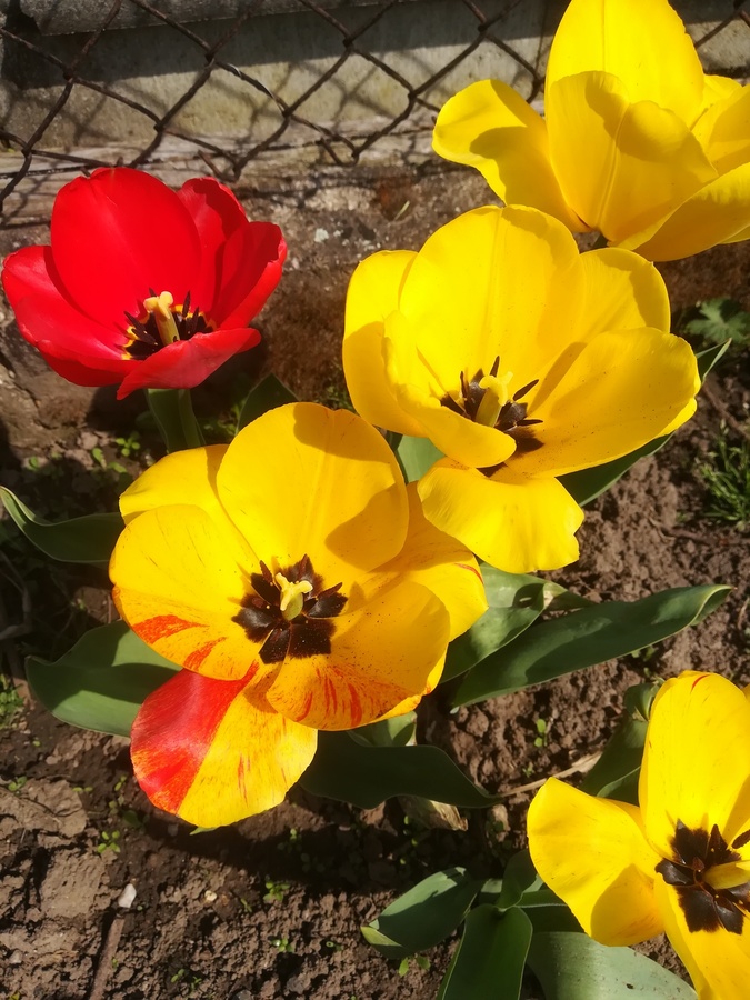 rot-gelbe mittelgroße Tulpen