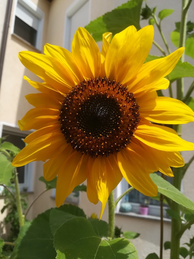 wunderhübsche kleine Sonneblume