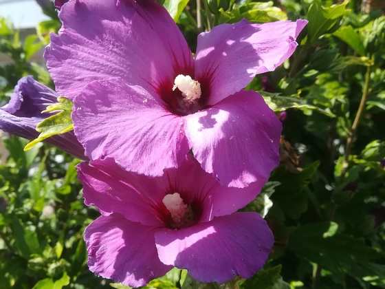 Blüten meines Hibiskus-Strauchs