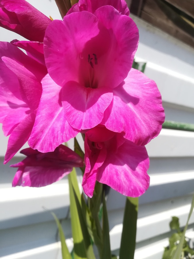 hübsche violette Gladiole