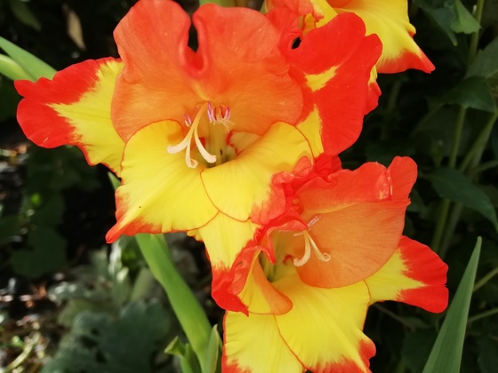gelungene Nahaufnahme meiner orange-gelben Gladiole