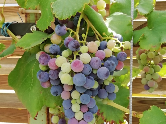 Farbenmix an einer Weintrauben-Rebe