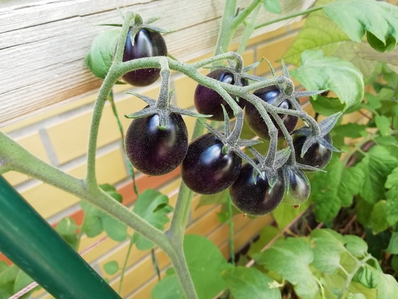 schwarze kleine Tomaten-Sorte