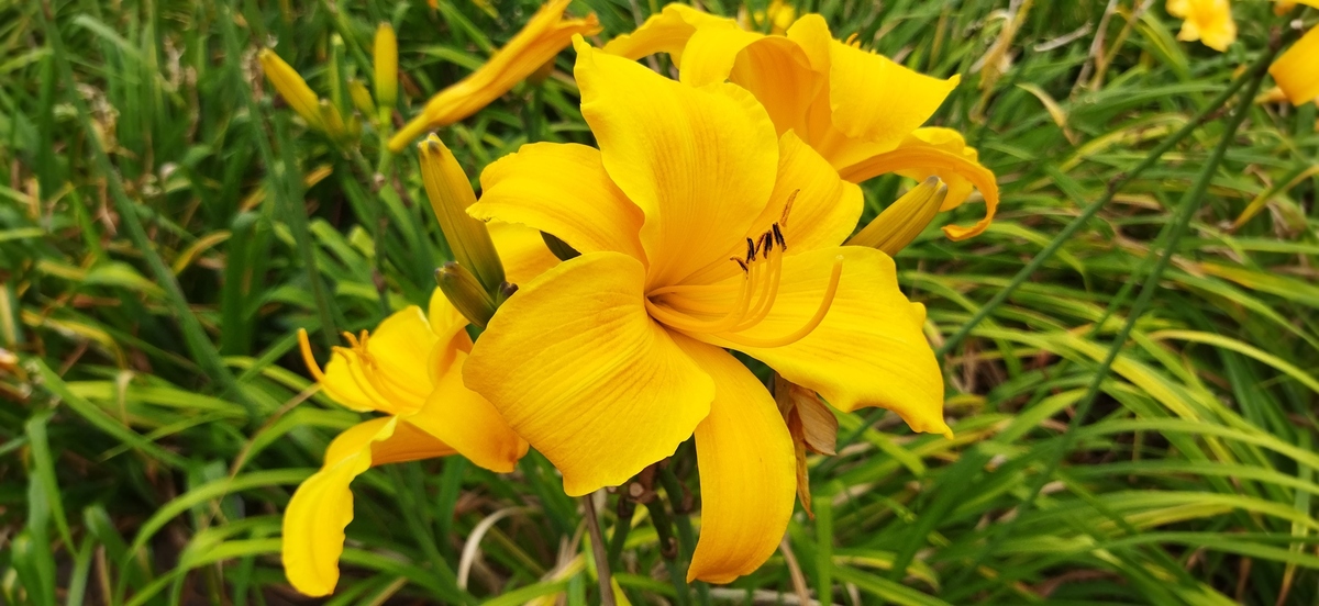 sonnig-gelbe Lilien-Ansammlung