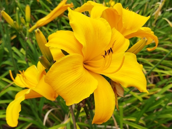 sonnig-gelbe Lilien-Ansammlung