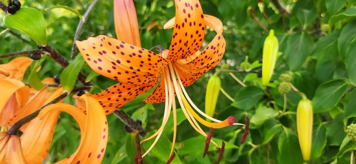 hübsch-fetzige orangene Lilie mit schwarzen Punkten