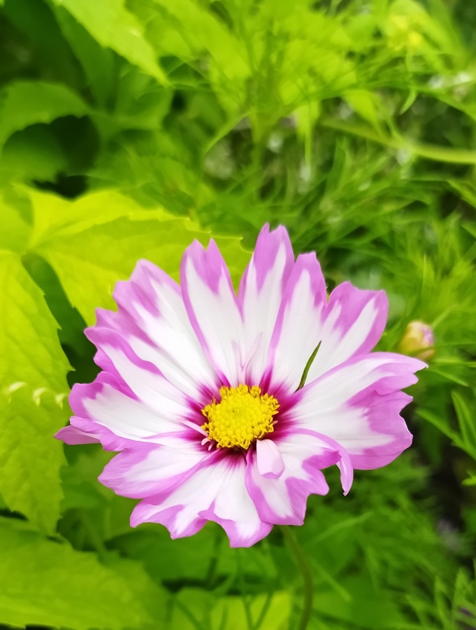 wunderhübsche zweifarbige Cosmea-Blüte