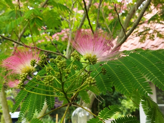 außergewöhnlicher Seidenbaum mit pinken Fächer-Blüten