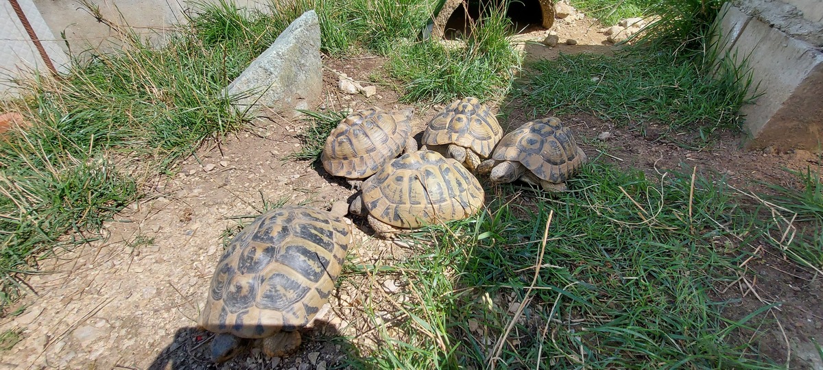Meine fünf Schildkröten!