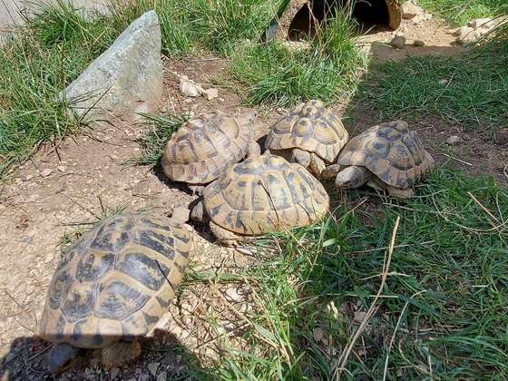 Meine 5 Schildkröten!