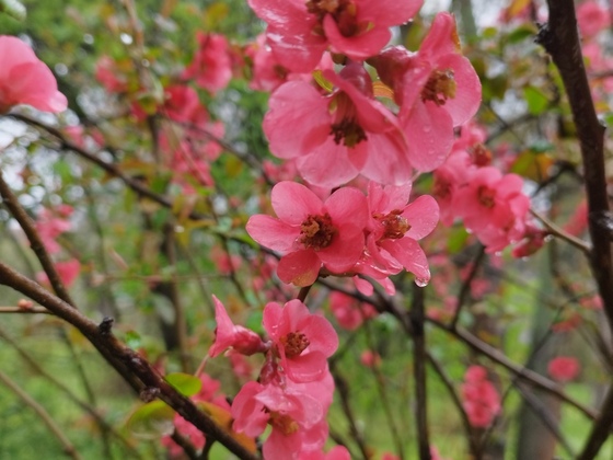 rote Blüten eines Zierquitten-Busches
