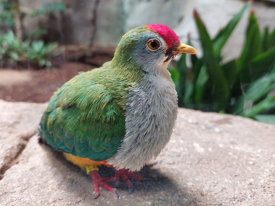 Colourfull Birdie
