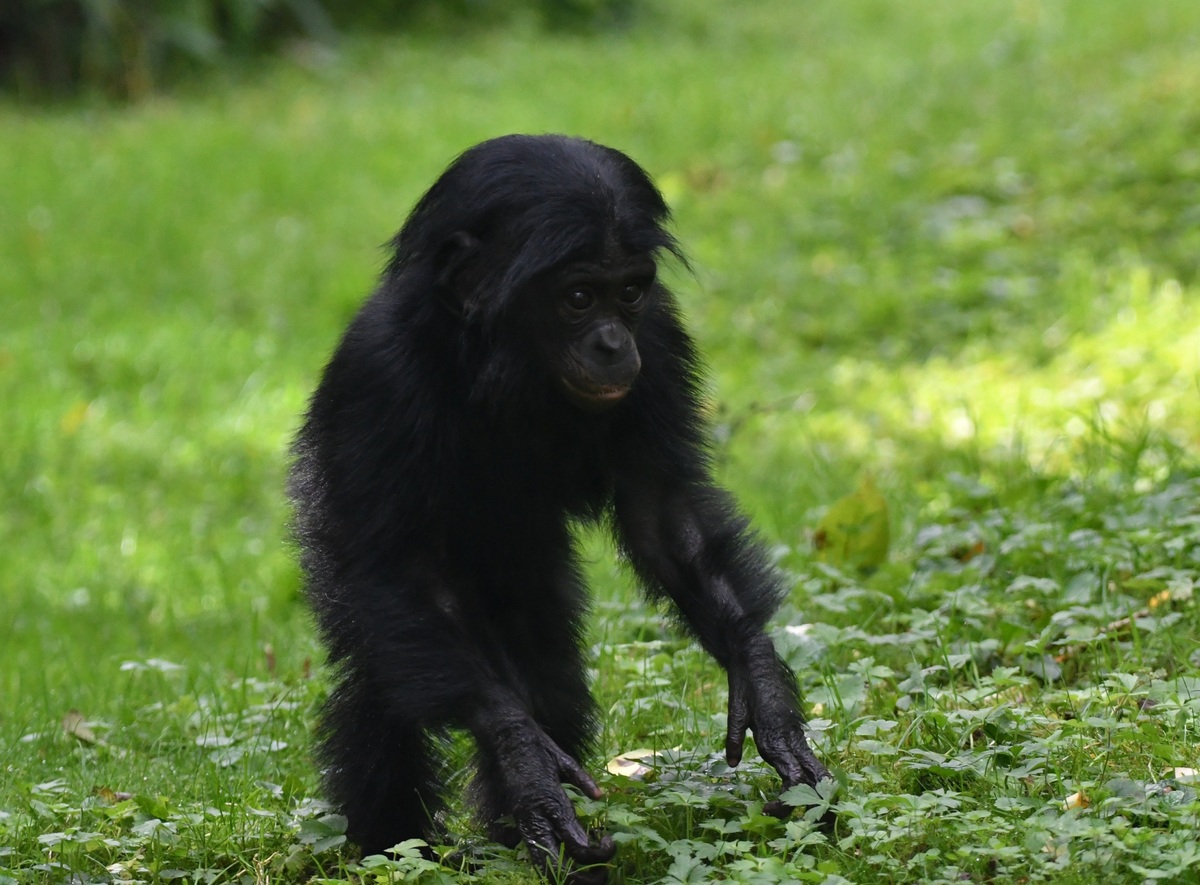 Young Bonobo 🥰