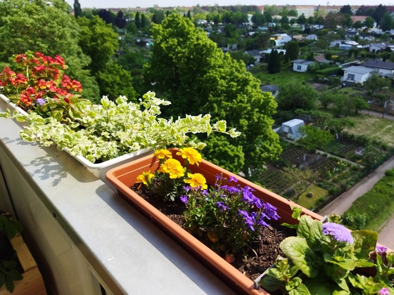 Blumen-Brüstung mit Ausblick auf Schrebergärten
