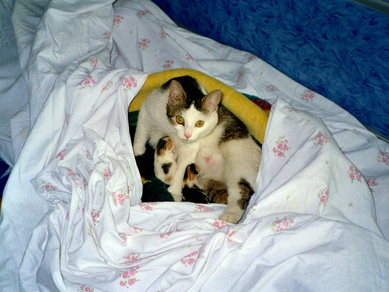 meine katze mit ihren ersten babies
