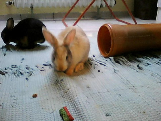 Lily und Bunny