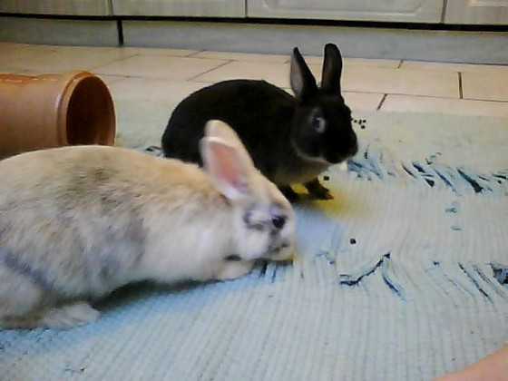 Bunny und Lily