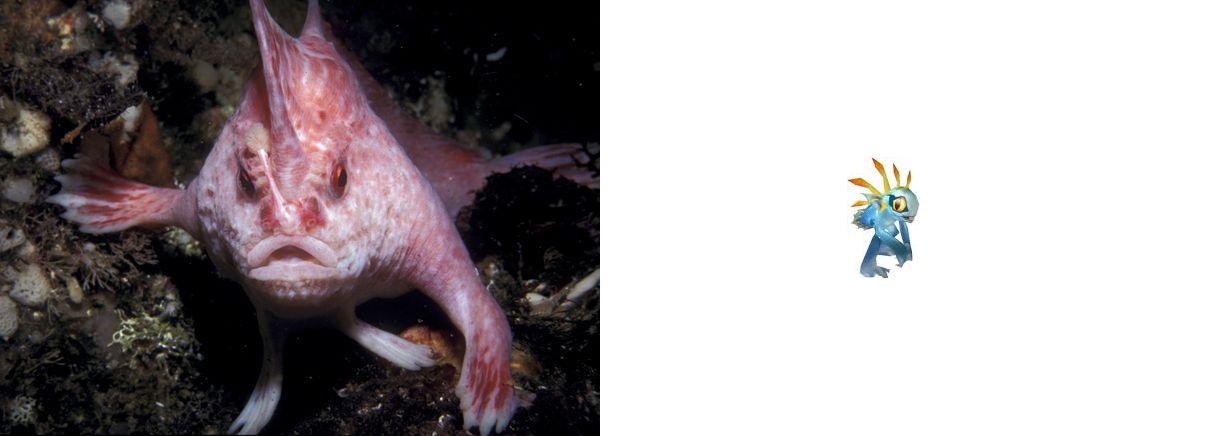 new-handfish-species-pink_20881_600x450