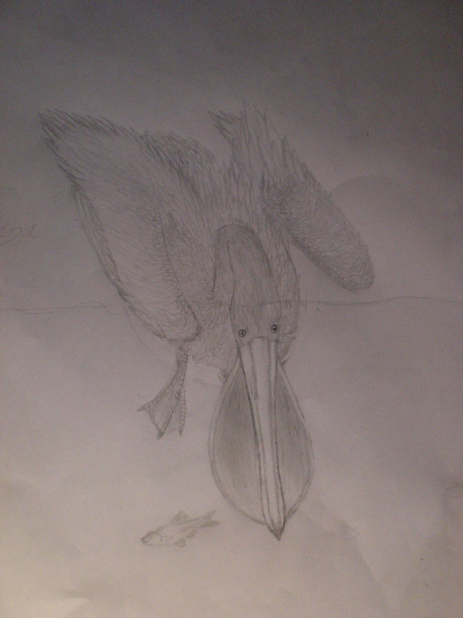 Plek, der Pelikan