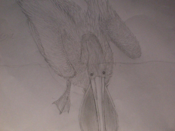 Plek, der Pelikan