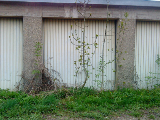 Baum vor der Garage