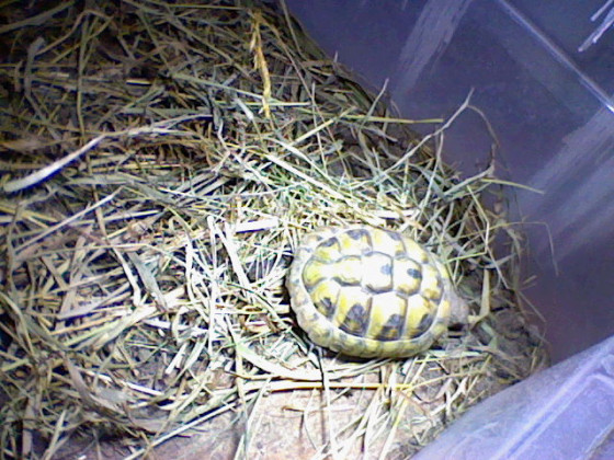 Weitere Bilder meiner Schildkröte