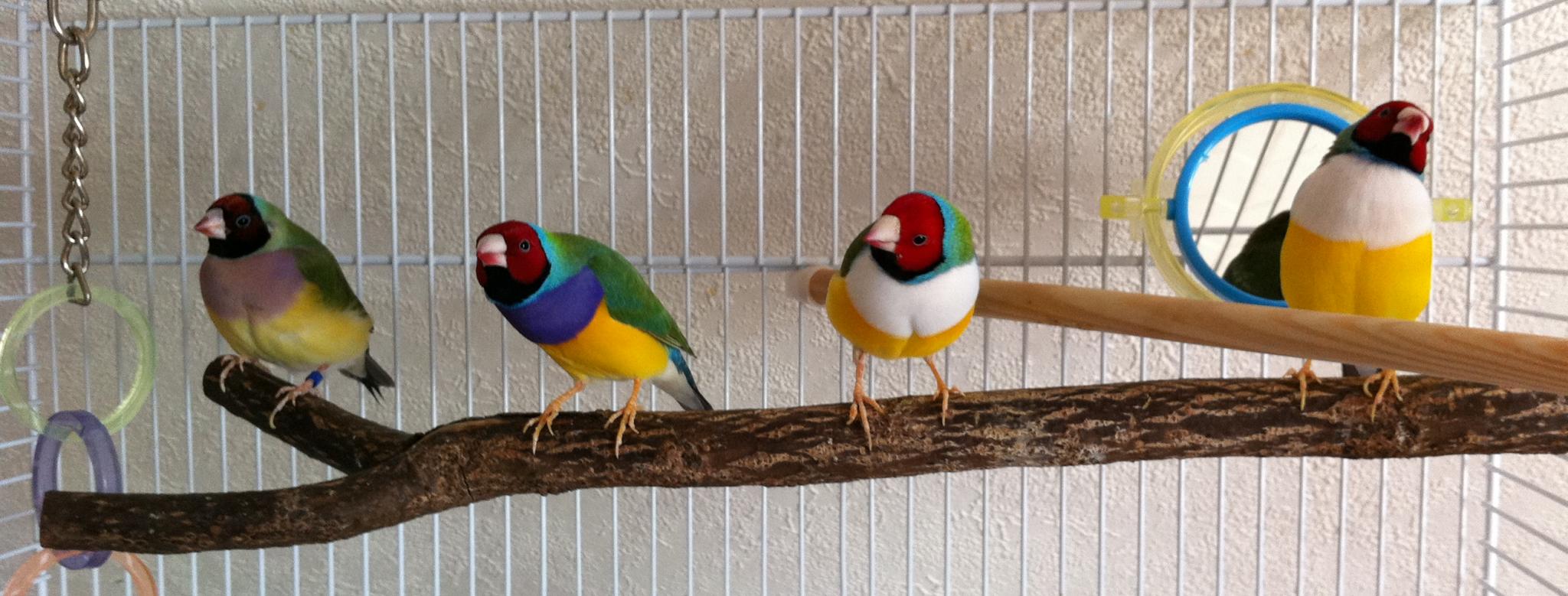 Meine 4 Gouldamadinen Vögel