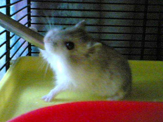 Hamster Gina
