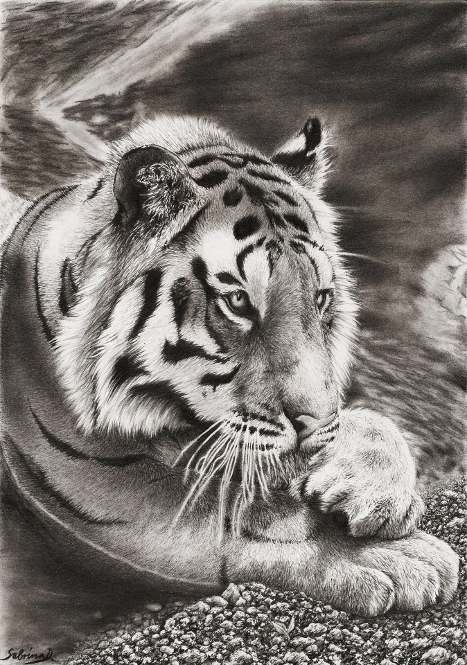Tiger bath