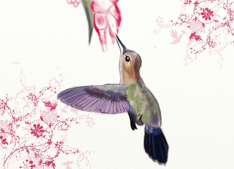 Kolibri, abgezeichnet