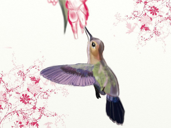 Kolibri, abgezeichnet