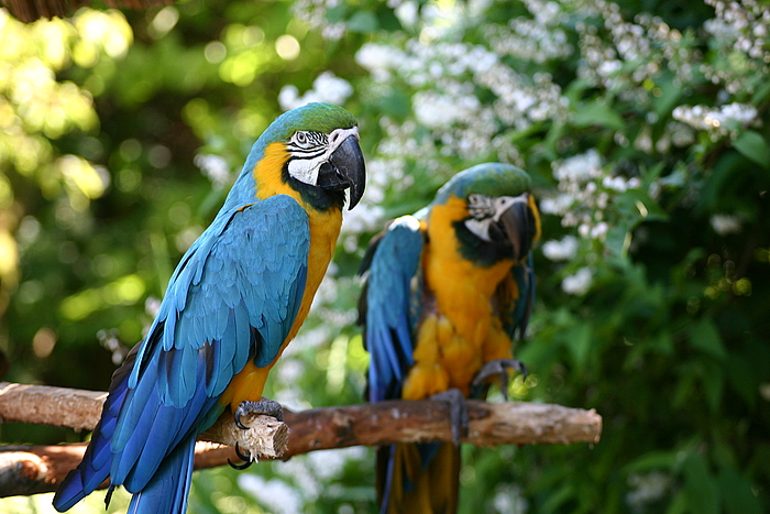 Zwei-Papageien