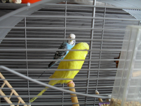 Summsi (gelb) und Lenny (blau)