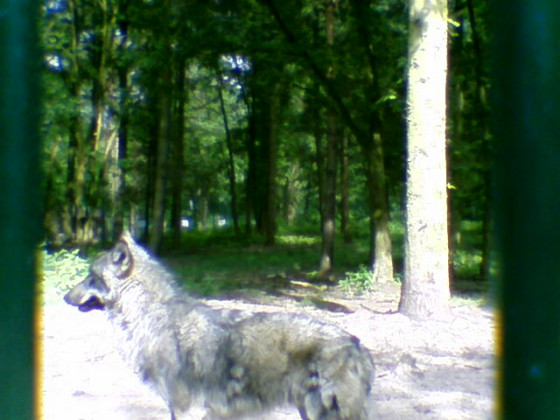 Wolf2