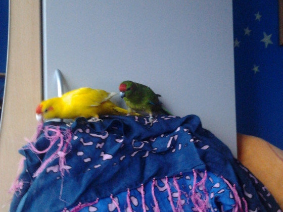 Das sind Sparky (Gelb) und Kiki (Grün) ♥