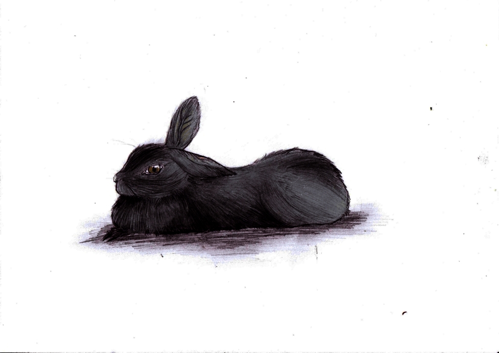 Lucy mein Kaninchen :3