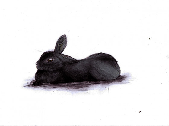 Lucy mein Kaninchen :3