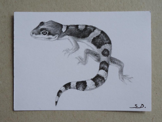 ACEO: junger Leopardgecko