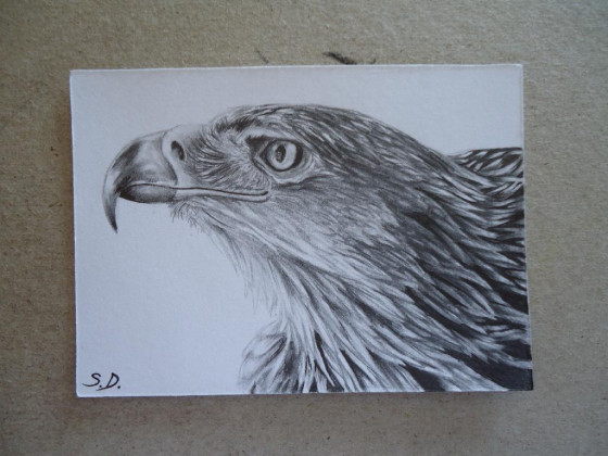 Golden Eagle, Steinadler, 6,4x8,9 cm