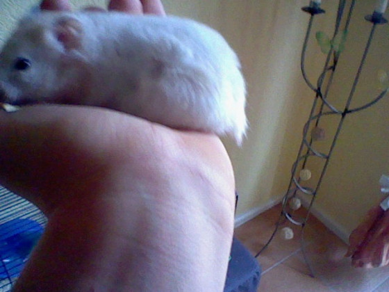Hamster4