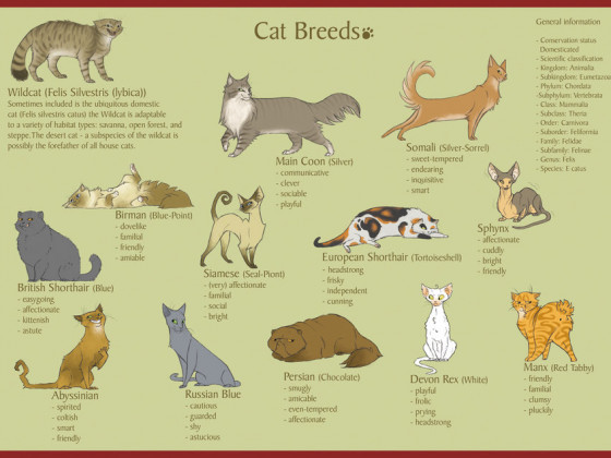 Cat Breeds